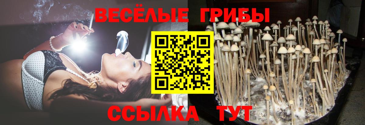 Клинцы  Псилоцибиновые грибы GOLDEN TEACHER  купить   Вход с VPN  Псилоцибиновые грибы MAGIC MUSHROOMS 